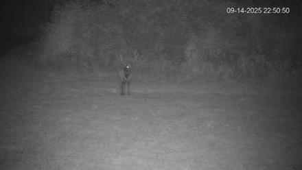 Pennsylvania Elk Live Webcam - Sep 14, 2025, 10:52pm EDT