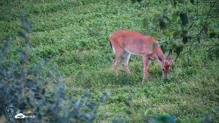 Pennsylvania Elk Live Webcam - Sep 4, 2026, 7:05pm EDT