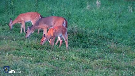 Pennsylvania Elk Live Webcam - Sep 7, 2026, 7:06pm EDT