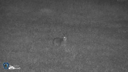 Pennsylvania Elk Live Webcam - Oct 2, 2026, 9:26pm EDT