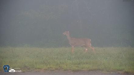 Pennsylvania Elk Live Webcam - Sep 7, 2026, 7:49am EDT