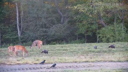 Pennsylvania Elk Live Webcam - Sep 9, 2025, 6:57pm EDT