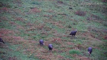 Pennsylvania Elk Live Webcam - Oct 7, 2025, 5:11pm EDT