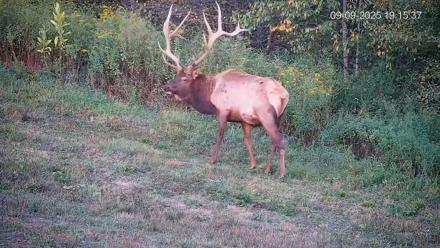 Pennsylvania Elk Live Webcam - Sep 9, 2025, 7:16pm EDT
