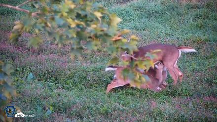 Pennsylvania Elk Live Webcam - Sep 27, 2026, 7:11am EDT