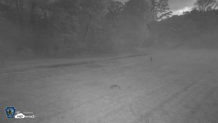 Pennsylvania Elk Live Webcam - Sep 10, 2026, 6:21am EDT