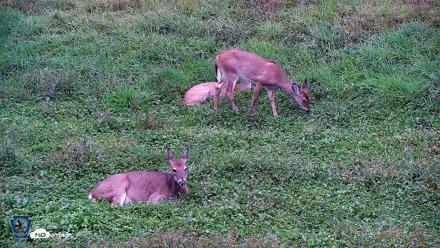 Pennsylvania Elk Live Webcam - Sep 28, 2026, 5:26pm EDT