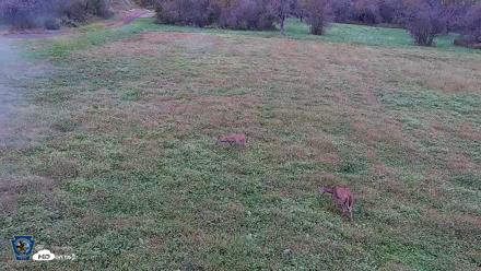 Pennsylvania Elk Live Webcam - Oct 2, 2026, 5:43pm EDT