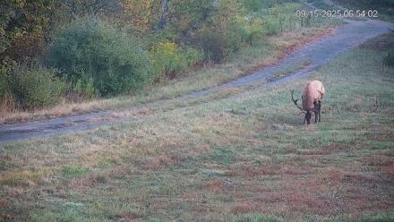 Pennsylvania Elk Live Webcam - Sep 15, 2025, 6:54am EDT