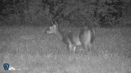 Pennsylvania Elk Live Webcam - Sep 26, 2026, 7:35pm EDT