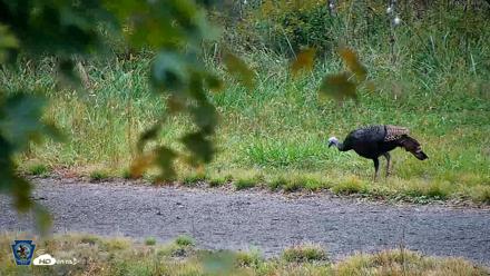 Pennsylvania Elk Live Webcam - Oct 1, 2026, 1:08pm EDT