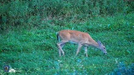 Pennsylvania Elk Live Webcam - Aug 9, 2026, 7:04pm EDT