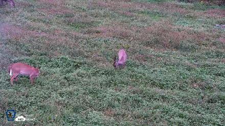 Pennsylvania Elk Live Webcam - Oct 2, 2026, 5:22pm EDT