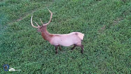 Pennsylvania Elk Live Webcam - Sep 6, 2026, 7:42pm EDT