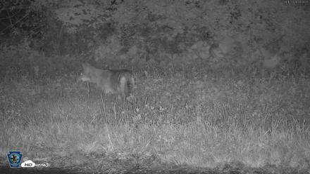 Pennsylvania Elk Live Webcam - Aug 17, 2026, 3:05am EDT
