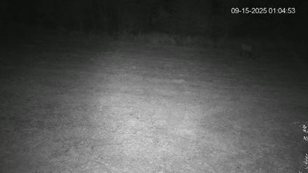 Pennsylvania Elk Live Webcam - Sep 15, 2025, 1:05am EDT