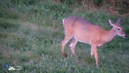 Pennsylvania Elk Live Webcam - Sep 5, 2026, 7:53pm EDT