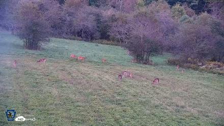 Pennsylvania Elk Live Webcam - Sep 8, 2026, 7:38pm EDT