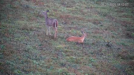 Pennsylvania Elk Live Webcam - Sep 23, 2025, 6:12pm EDT