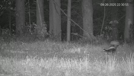 Pennsylvania Elk Live Webcam - Sep 26, 2025, 10:31pm EDT