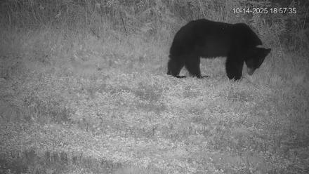 Pennsylvania Elk Live Webcam - Oct 14, 2025, 6:58pm EDT