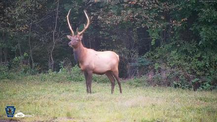 Pennsylvania Elk Live Webcam - Sep 9, 2026, 7:08pm EDT