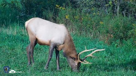 Pennsylvania Elk Live Webcam - Sep 8, 2026, 6:23pm EDT