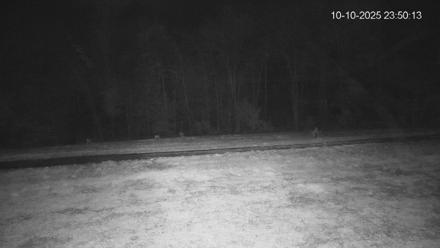 Pennsylvania Elk Live Webcam - Oct 10, 2025, 11:50pm EDT