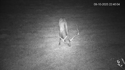 Pennsylvania Elk Live Webcam - Sep 10, 2025, 10:40pm EDT