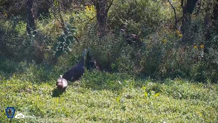 Pennsylvania Elk Live Webcam - Sep 7, 2026, 11:55am EDT
