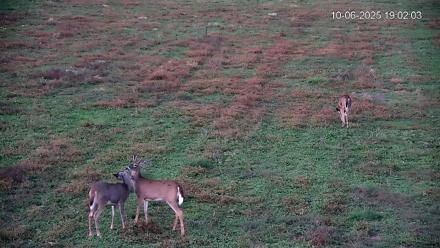 Pennsylvania Elk Live Webcam - Oct 6, 2025, 7:03pm EDT