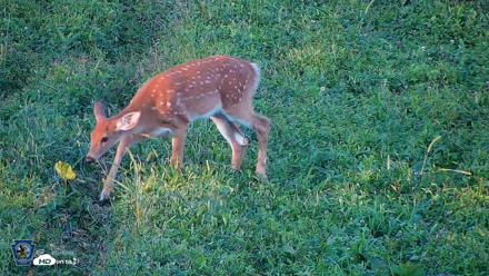 Pennsylvania Elk Live Webcam - Sep 5, 2026, 7:02pm EDT