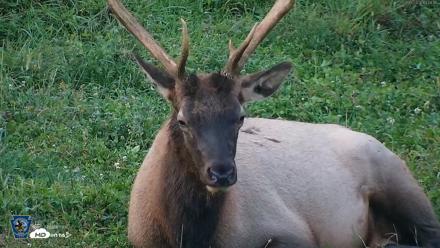 Pennsylvania Elk Live Webcam - Sep 8, 2026, 7:42pm EDT