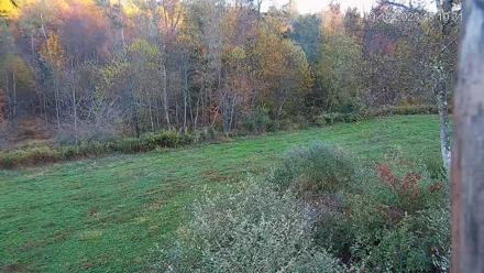 Pennsylvania Elk Live Webcam - Oct 16, 2025, 6:13pm EDT