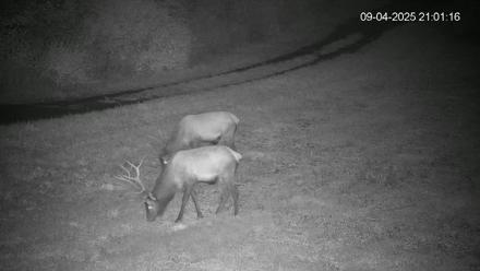 Pennsylvania Elk Live Webcam - Sep 4, 2025, 9:02pm EDT