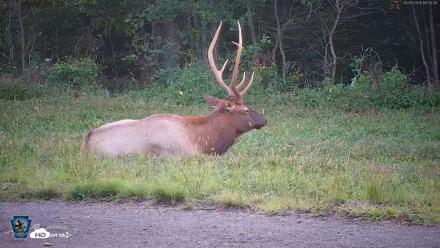 Pennsylvania Elk Live Webcam - Sep 9, 2026, 6:51pm EDT