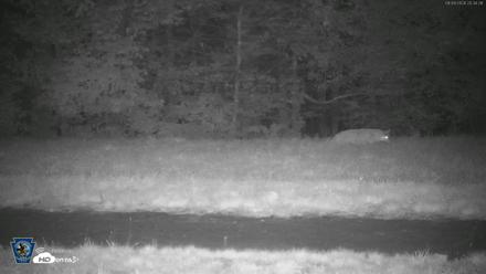 Pennsylvania Elk Live Webcam - Sep 9, 2026, 8:35pm EDT