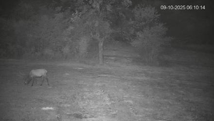 Pennsylvania Elk Live Webcam - Sep 10, 2025, 6:10am EDT