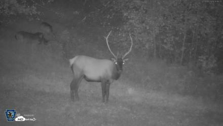 Pennsylvania Elk Live Webcam - Sep 6, 2026, 8:15pm EDT