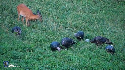 Pennsylvania Elk Live Webcam - Sep 9, 2026, 5:56pm EDT