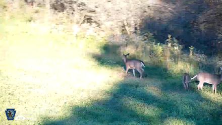 Pennsylvania Elk Live Webcam - Oct 3, 2026, 5:30pm EDT