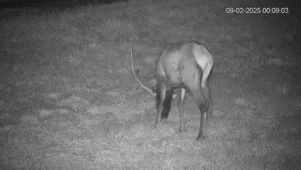 Pennsylvania Elk Live Webcam - Sep 2, 2025, 12:09am EDT