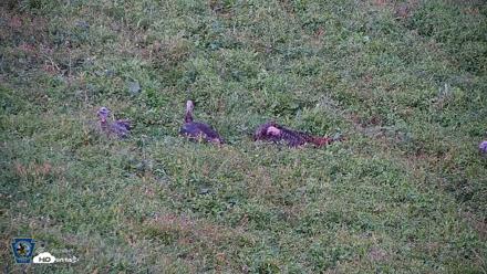 Pennsylvania Elk Live Webcam - Sep 9, 2026, 6:03pm EDT