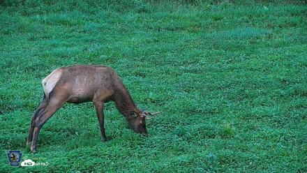 Pennsylvania Elk Live Webcam - Aug 6, 2026, 8:07am EDT