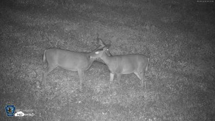 Pennsylvania Elk Live Webcam - Oct 1, 2026, 4:21am EDT