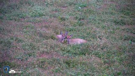 Pennsylvania Elk Live Webcam - Oct 1, 2026, 8:28am EDT