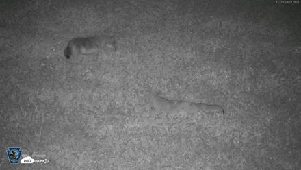 Pennsylvania Elk Live Webcam - Oct 3, 2026, 1:18am EDT