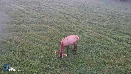 Pennsylvania Elk Live Webcam - Sep 7, 2026, 7:04am EDT