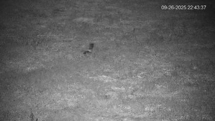 Pennsylvania Elk Live Webcam - Sep 26, 2025, 10:44pm EDT