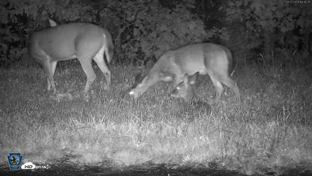Pennsylvania Elk Live Webcam - Sep 27, 2026, 7:31pm EDT